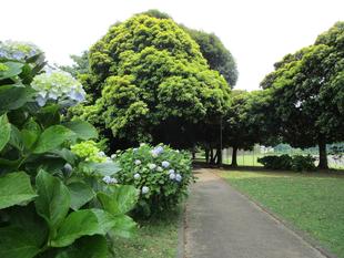 アジサイ（紫陽花）②　開花