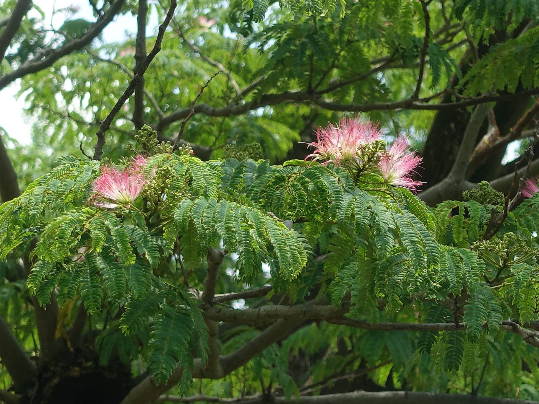 ネムノキ(合歓の木)の花が咲きはじめました。の写真