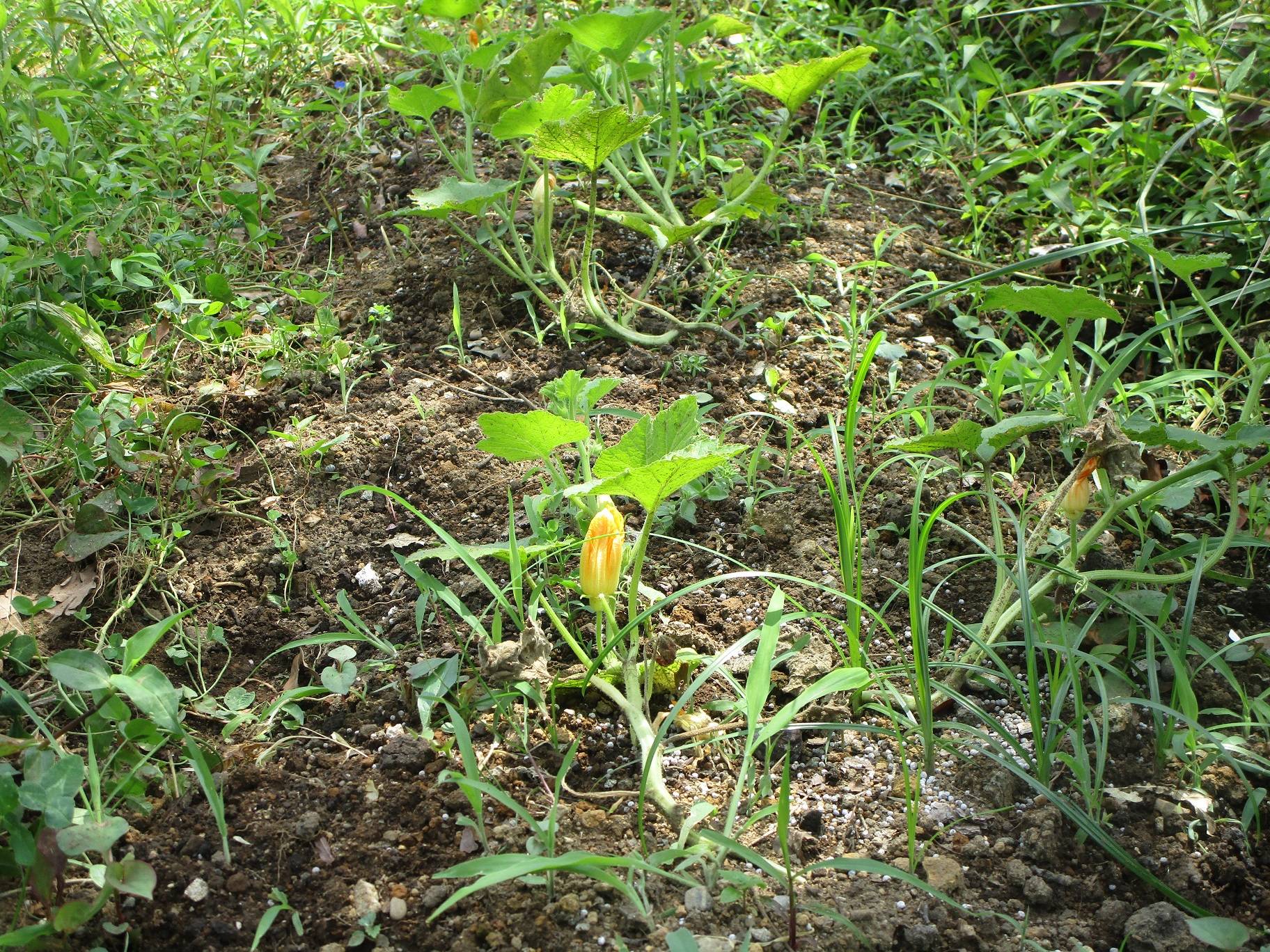 かぼちゃを植えていますの写真