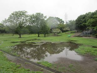 雨の岸根公園