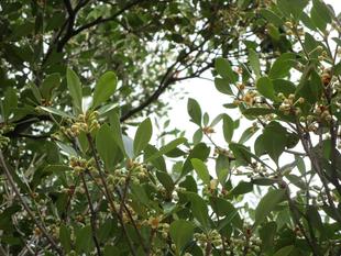 モッコク（木斛）の花