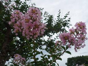 サルスベリ「百日紅」