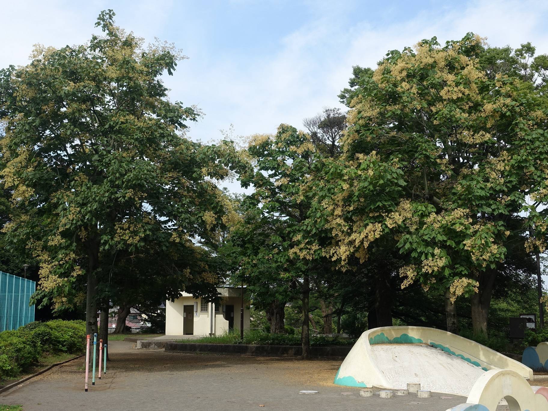 アオギリ(青桐)の写真