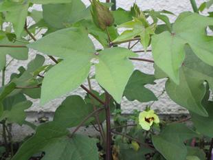 「ワタの花」が、咲きました