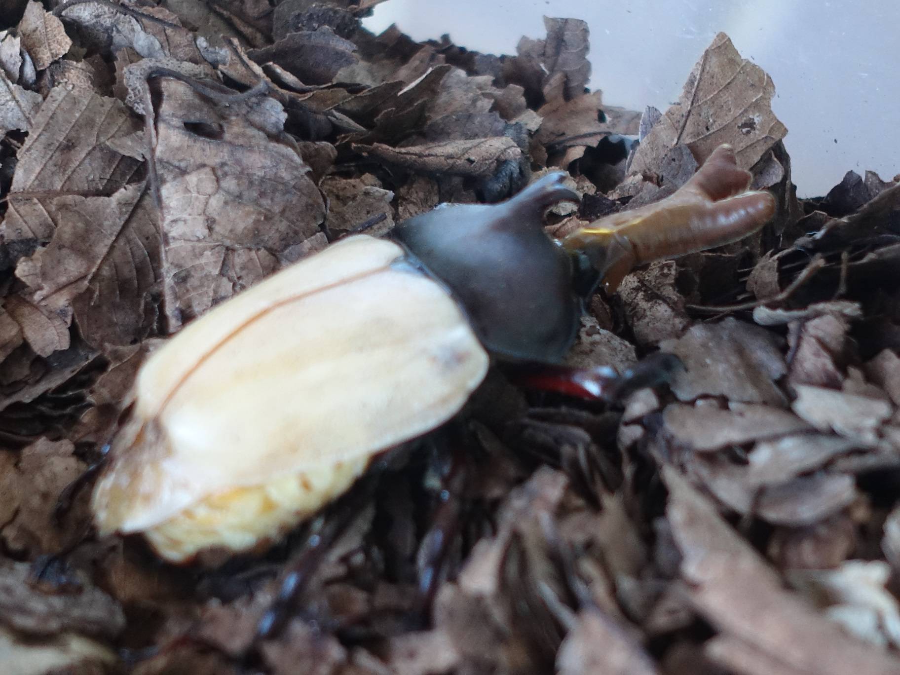 カブト虫 羽化しましたの写真