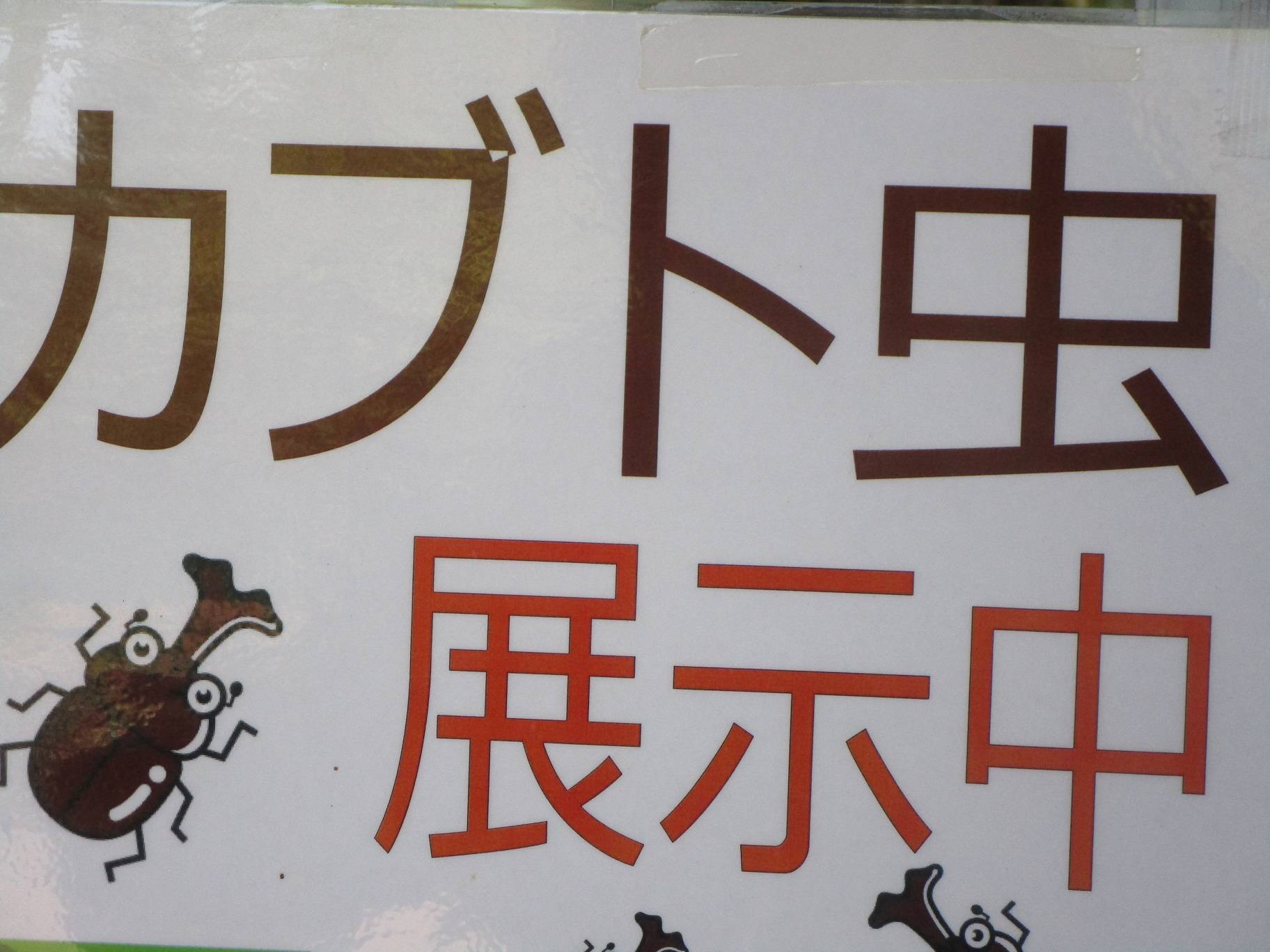 カブトムシの展示の写真