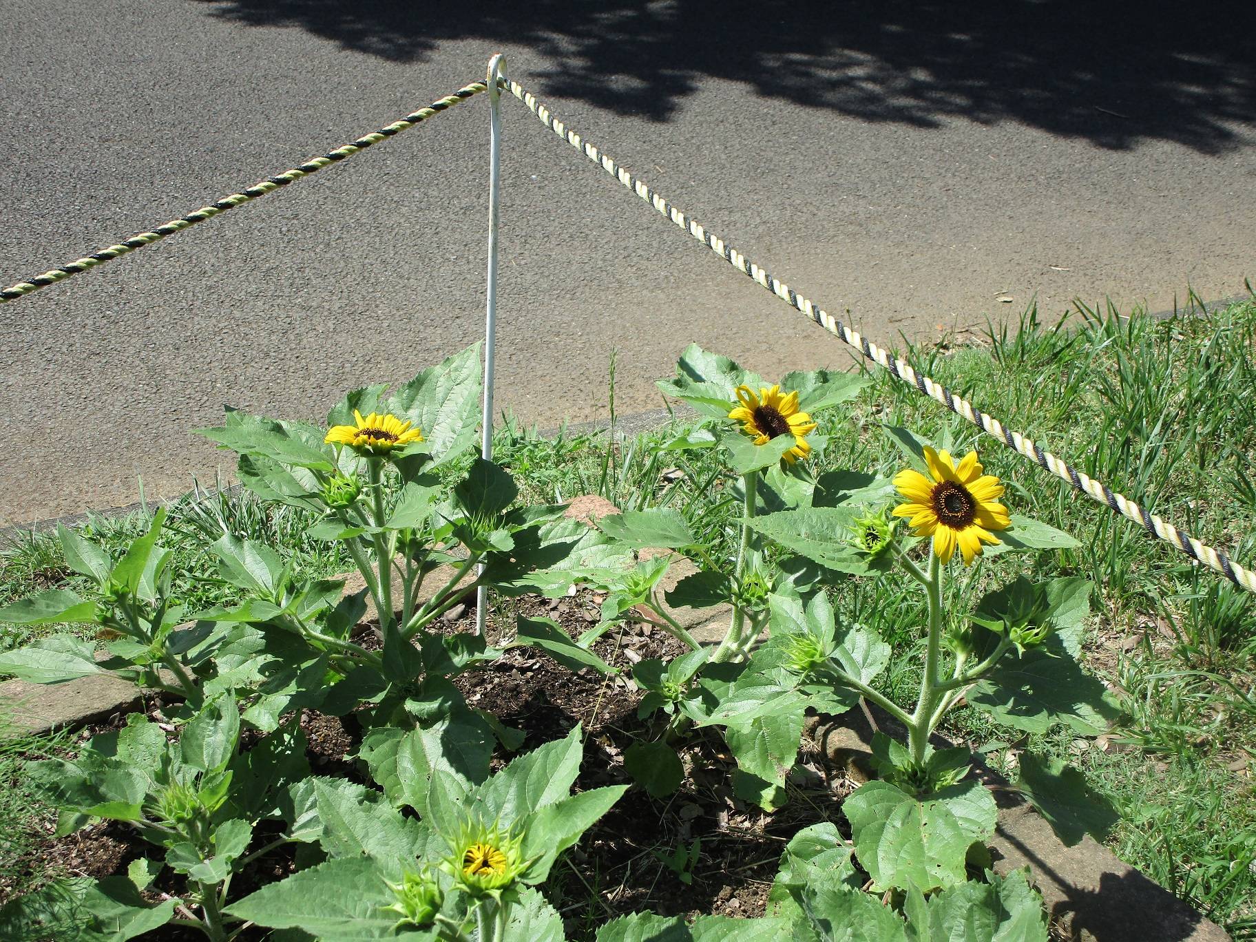 ひまわりの開花の写真