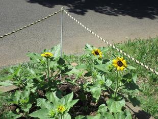 ひまわりの開花