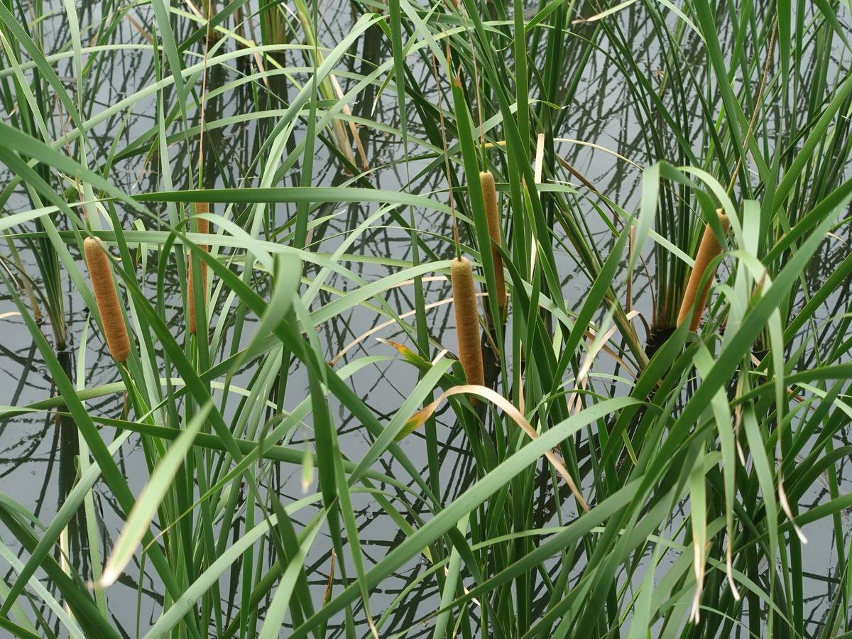 ガマの穂|｜ブログ|岸根公園公式サイト｜公益財団法人 横浜市緑の協会