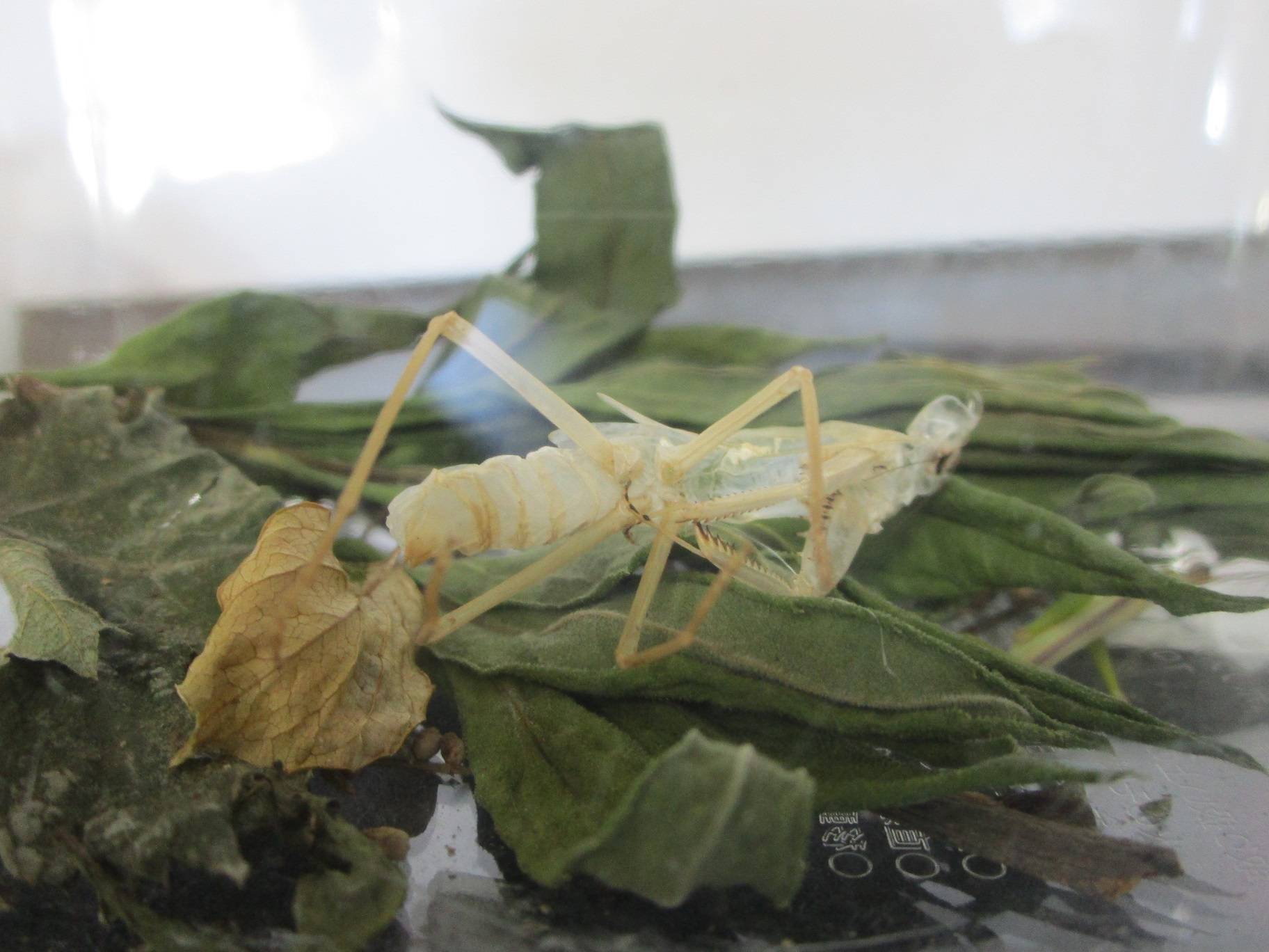 カマキリが脱皮しましたの写真