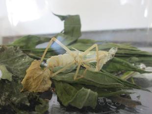 カマキリが脱皮しました