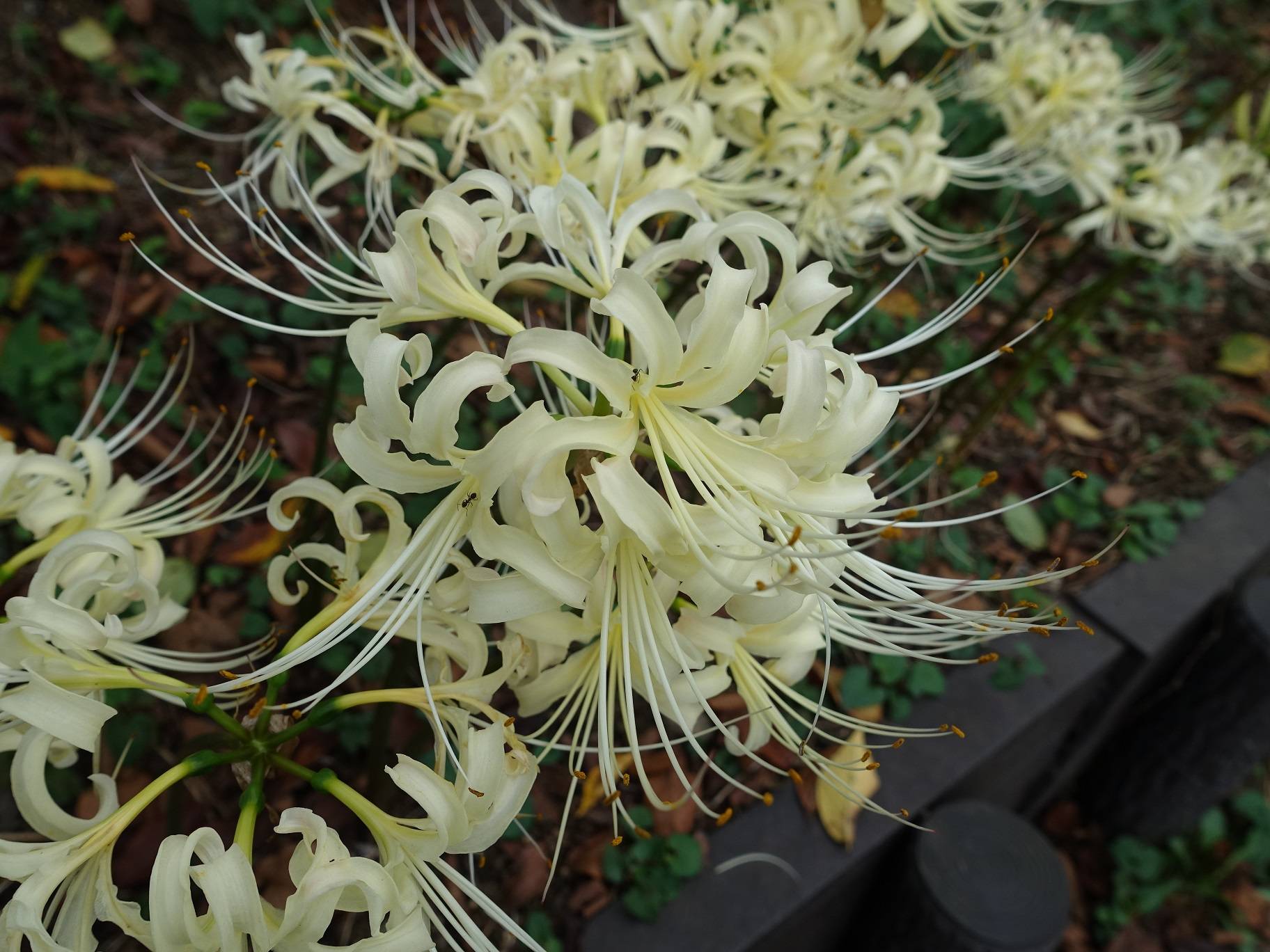 紅花・白花 ヒガンバナの写真