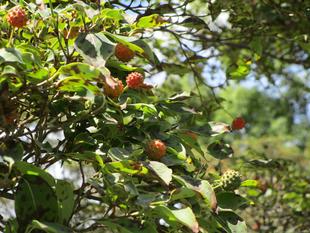 ヤマボウシの果実