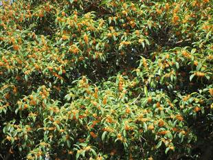 キンモクセイの香り