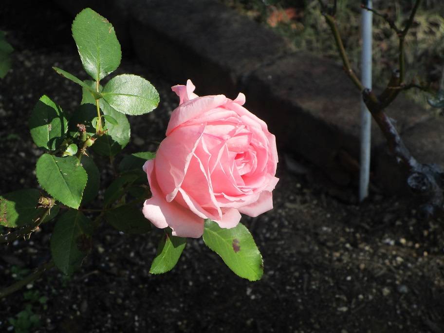 薔薇(バラ)花壇(2023年11月27日)の写真