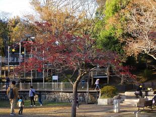 花水木(ハナミズキ)の実