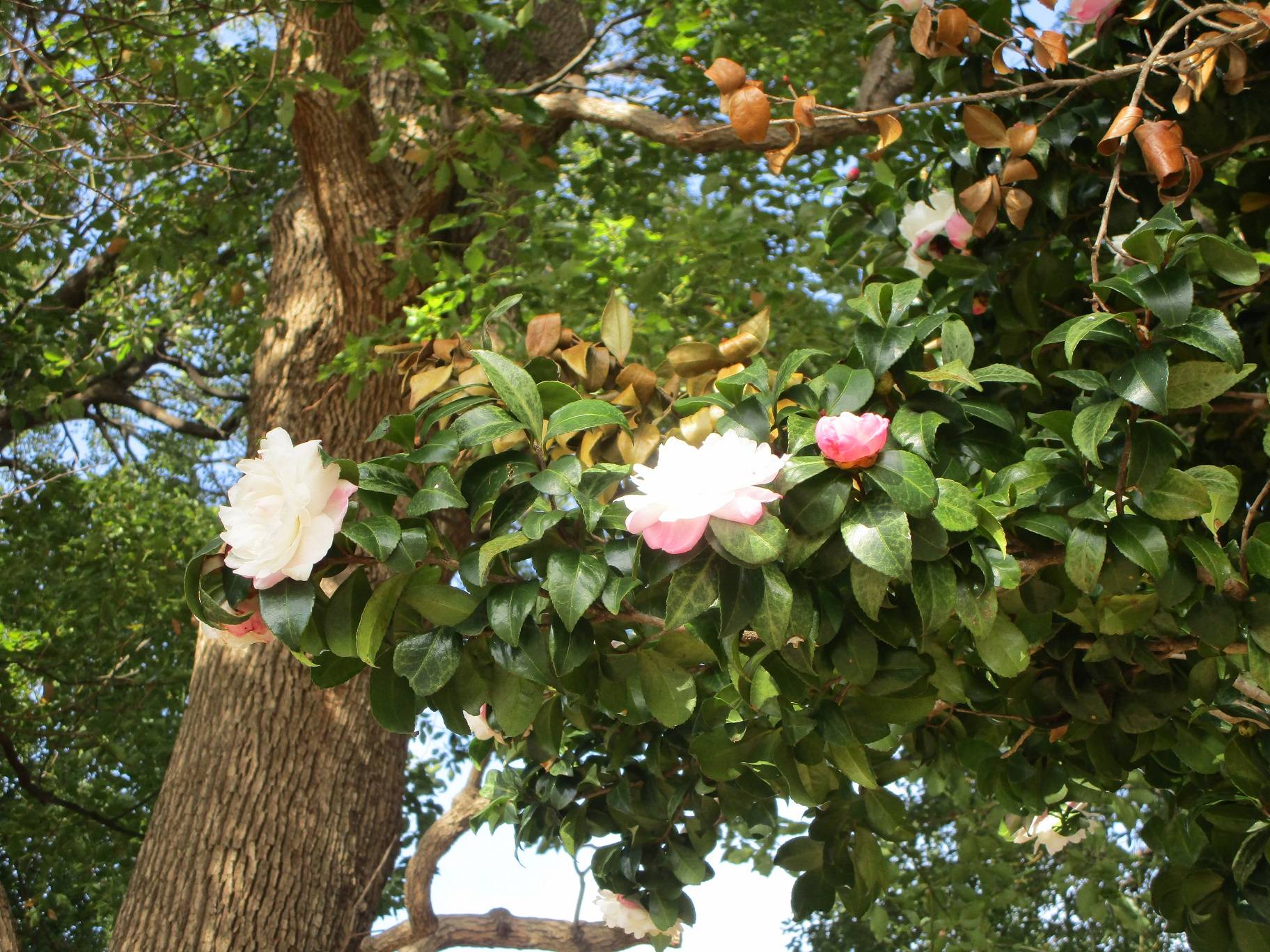 山茶花(サザンカ)開花の写真