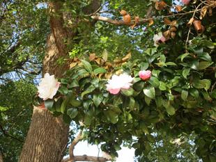 山茶花(サザンカ)開花