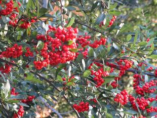 ピラカンサの実