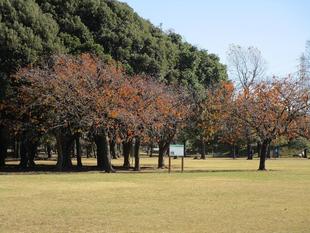 紅葉狩り(2023年11月29日)