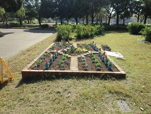 秋の花植え(2023年11月3日)