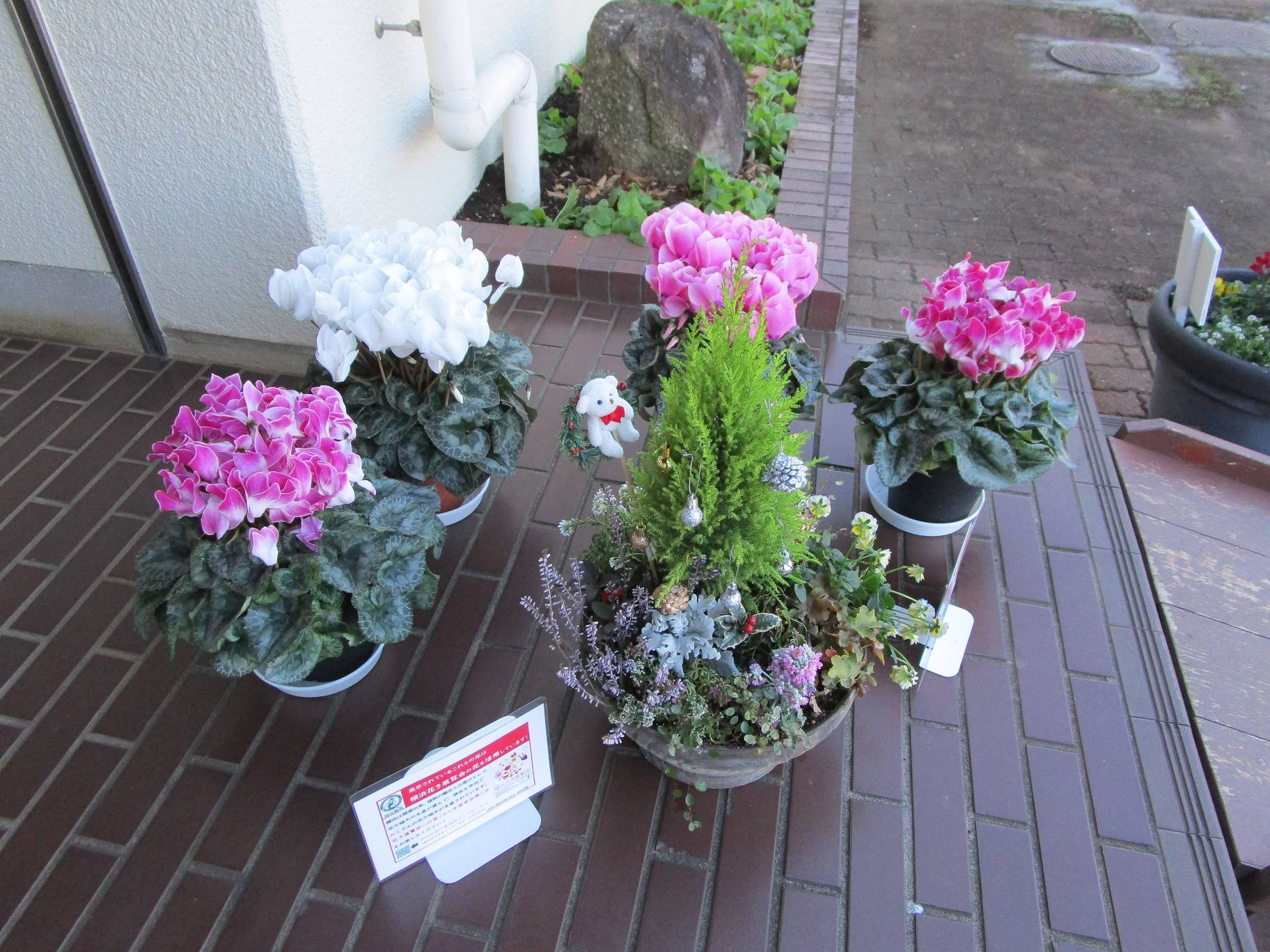 横浜花き展覧会のお花の写真