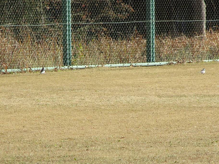 白鶺鴒(ハクセキレイ)の写真
