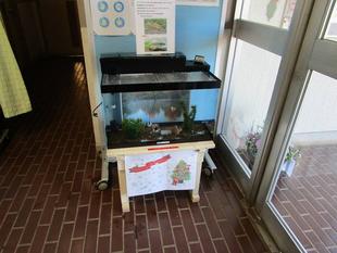 水槽リニューアル