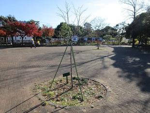 青梻(アオダモ)二周年