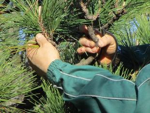 松の剪定(2023年12月10日)