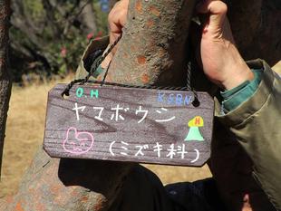 樹名板を作ろう(2024年1月16日)
