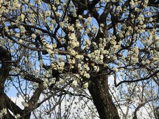 梅満開(2024年1月23日)