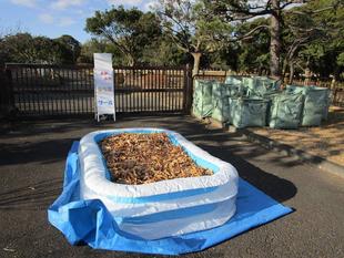 落ち葉プール(2024年1月6日)