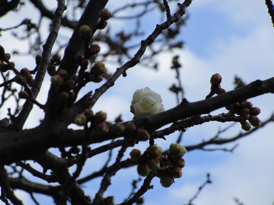 白梅の開花の写真