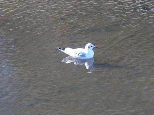 百合鴎(ユリカモメ)