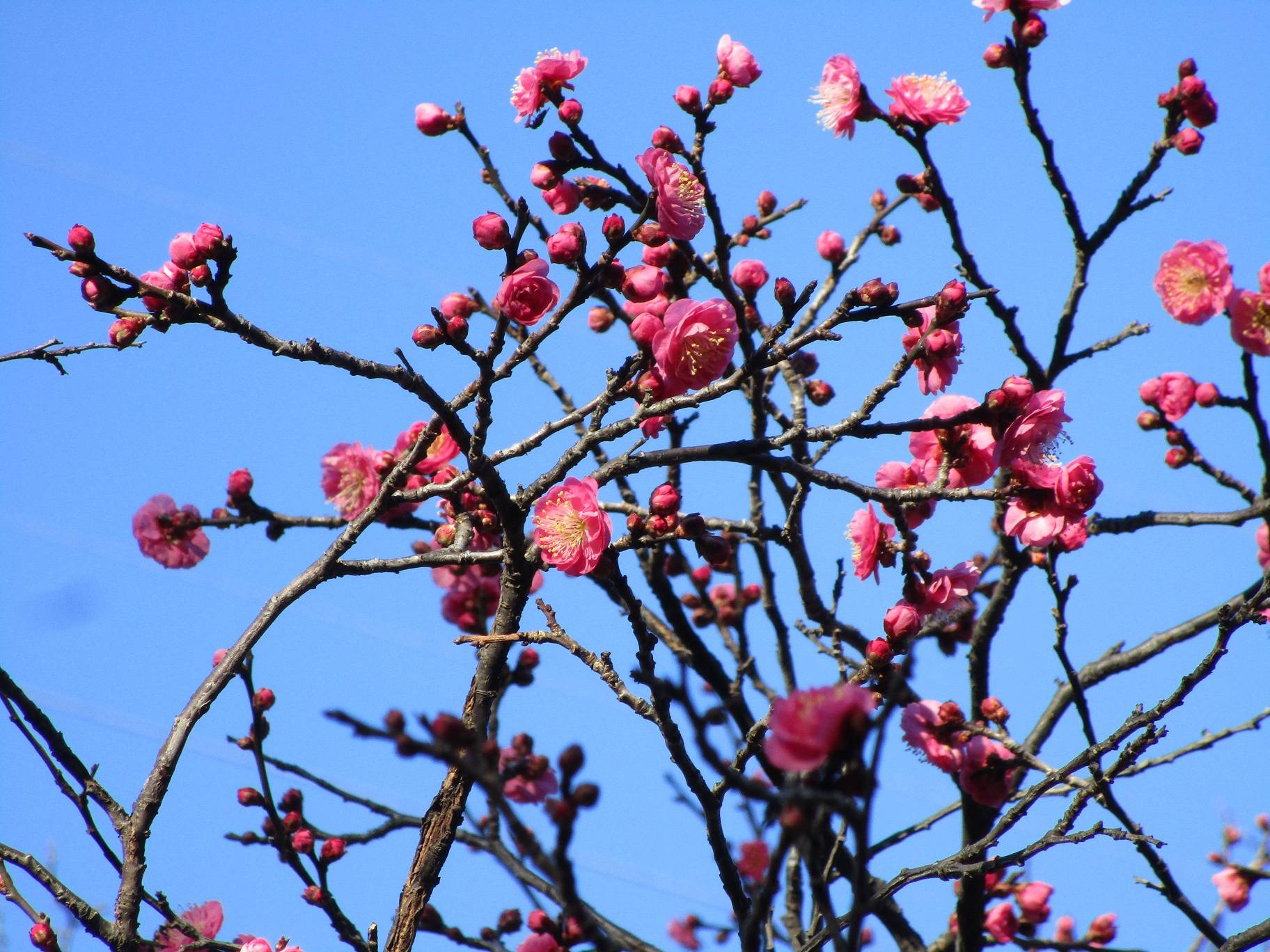 紅梅の開花　の写真