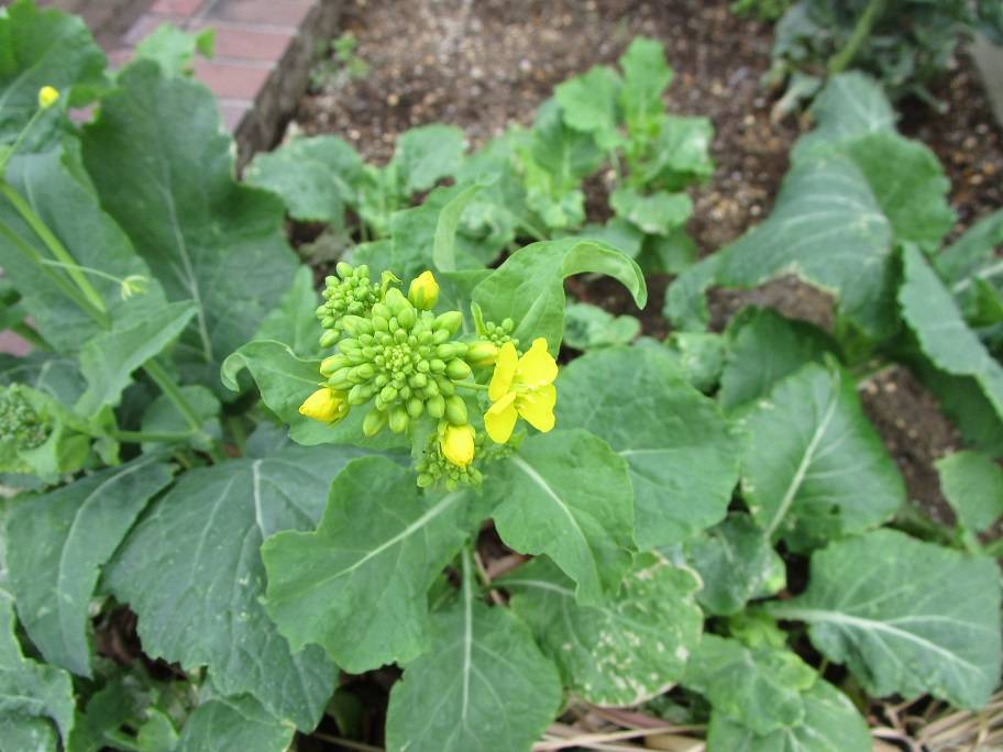 菜の花(ナノハナ)開花の写真