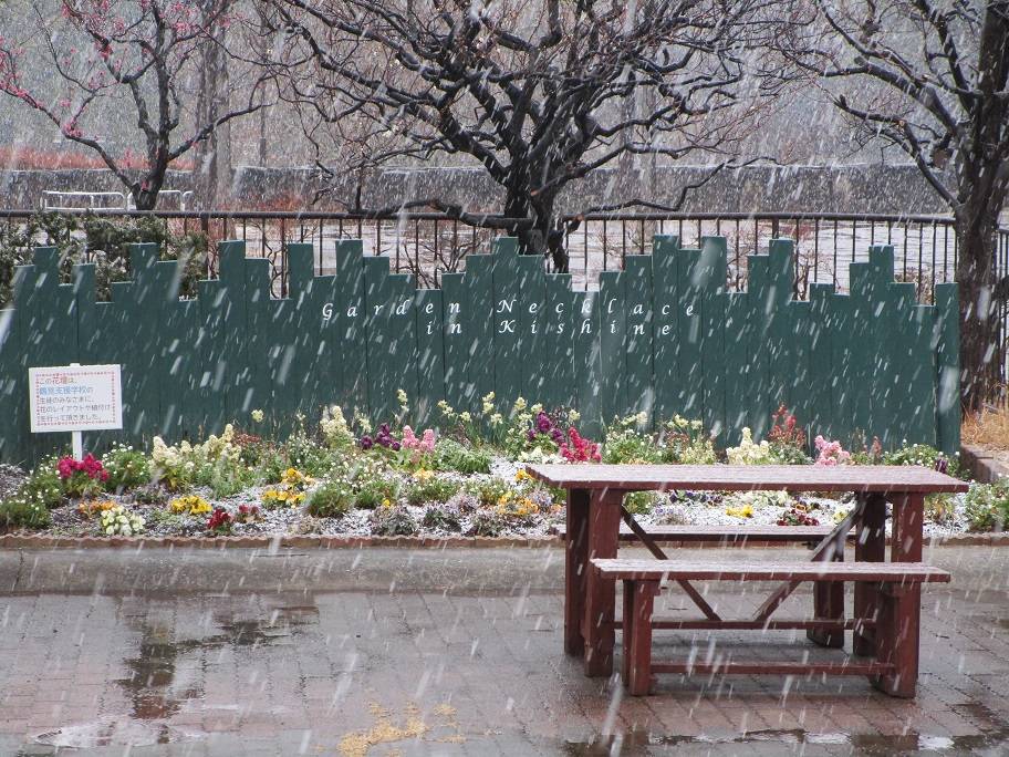 岸根公園雪景色の写真