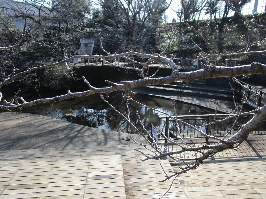 桜開花情報【2024年2月24】の写真