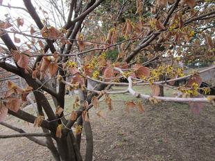 満作（マンサク）開花