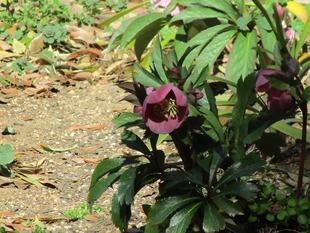 クリスマスローズ開花