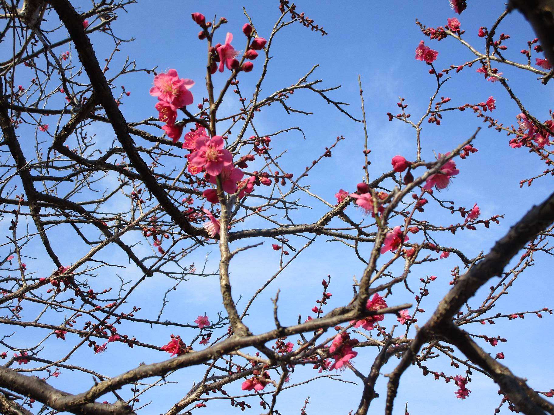梅の花（2024年2月14日）　の写真