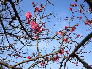 梅の花（2024年2月14日）　