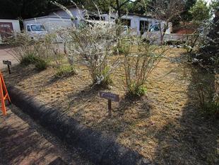 雪柳(ユキヤナギ)満開