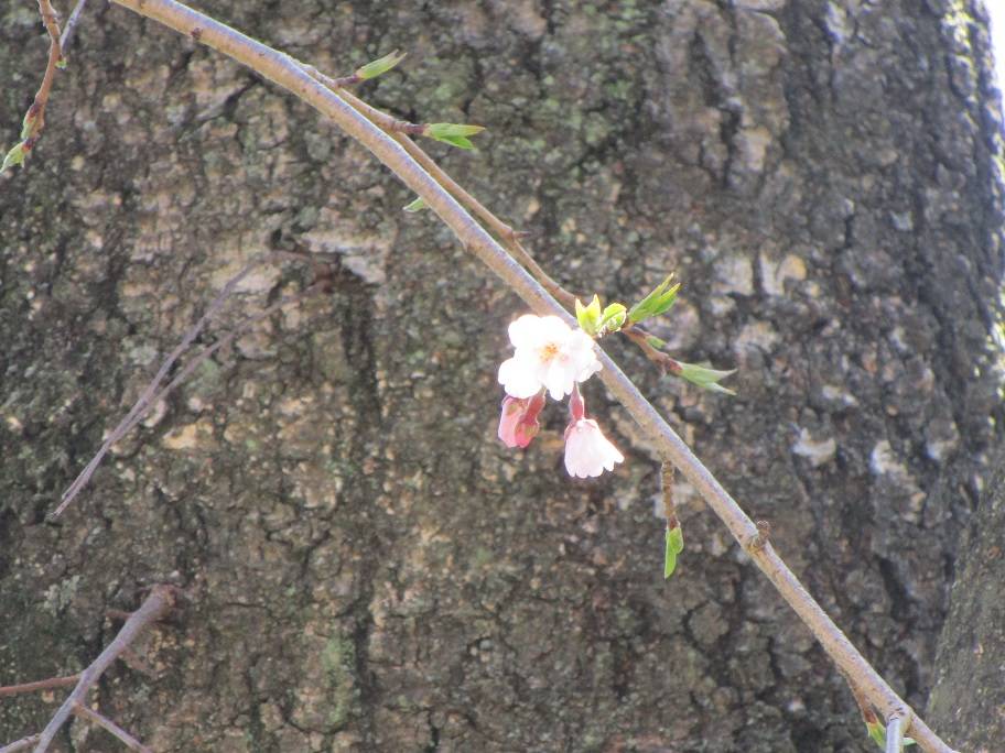 桜開花情報【2024年3月27日】の写真