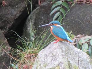 篠原池のカワセミ