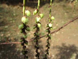 木五倍子(キブシ)満開