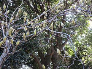 白木蓮(ハクモクレン)の蕾