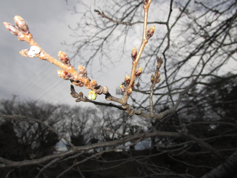 桜開花情報【2024年3月20日】の写真