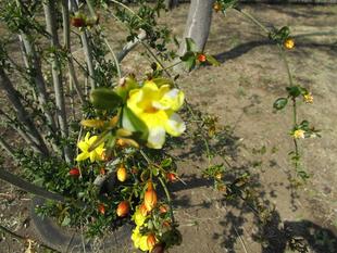 雲南黄梅(ウンナンオウバイ)開花